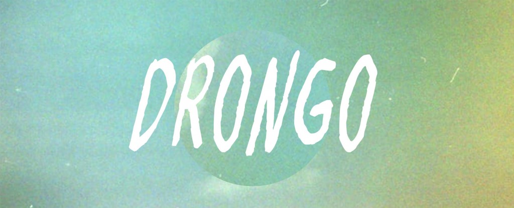 Drongo